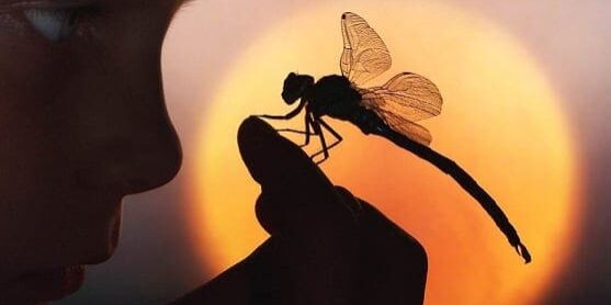 Dragonfly Dragonfly