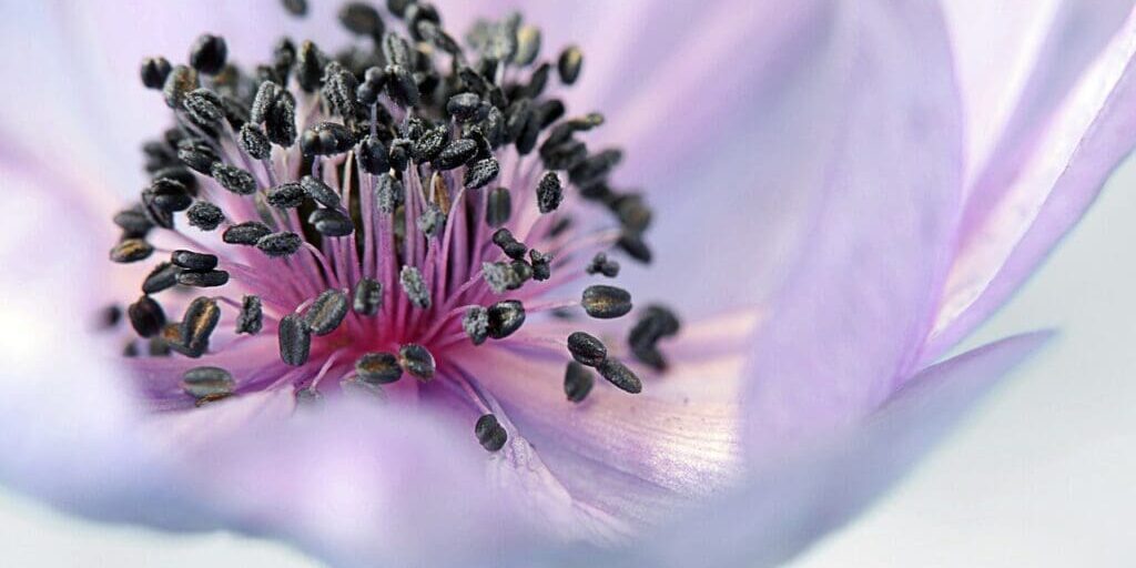 anemone-179006_1280 anemone-179006_1280
