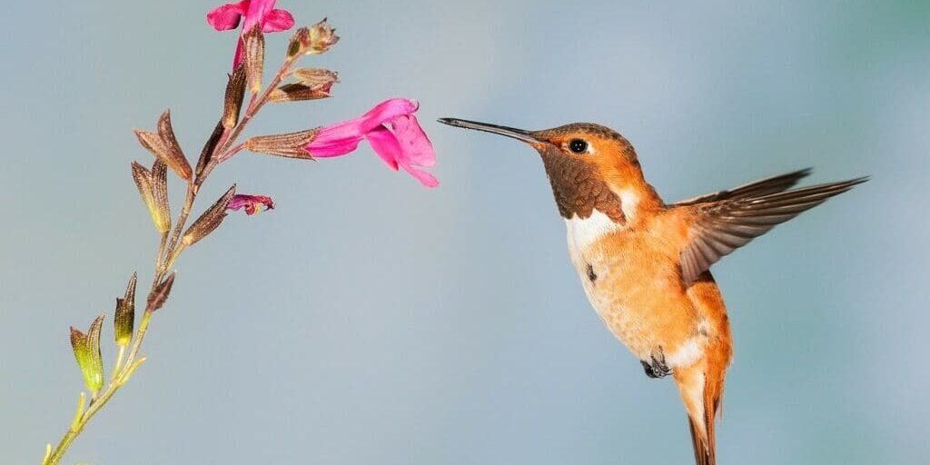 hummingbird-5255827_1280 hummingbird-5255827_1280