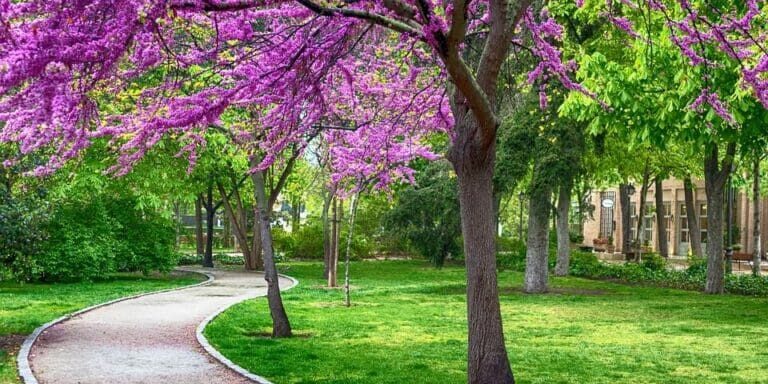 spring-4093325_1280 spring-4093325_1280