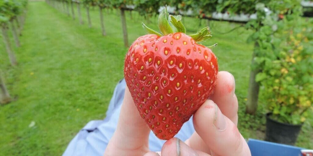 strawberry-2233764_1280 strawberry-2233764_1280