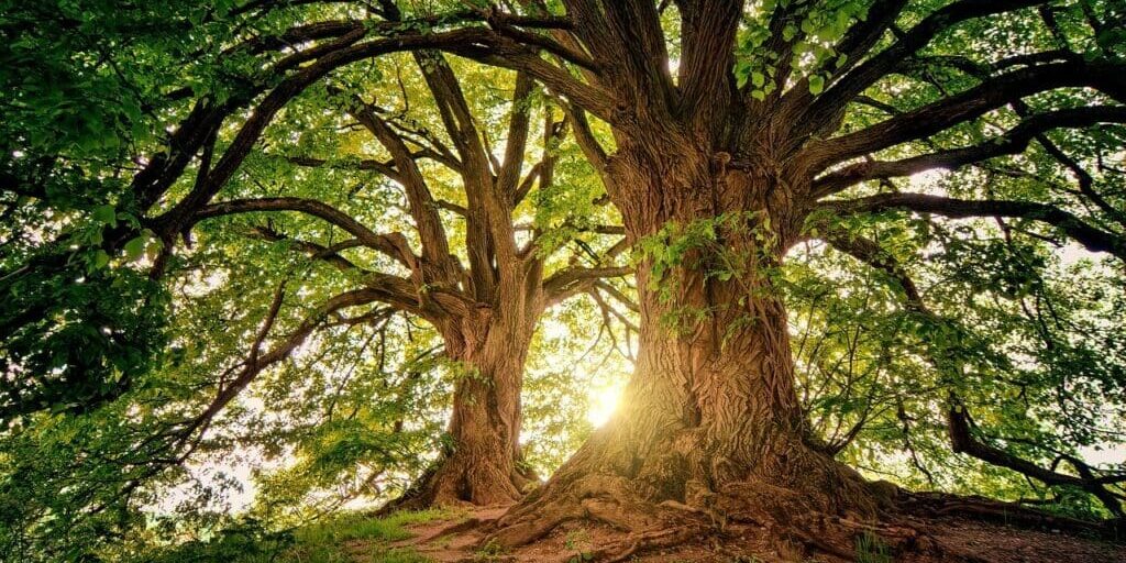 trees-3822149_1280 trees-3822149_1280