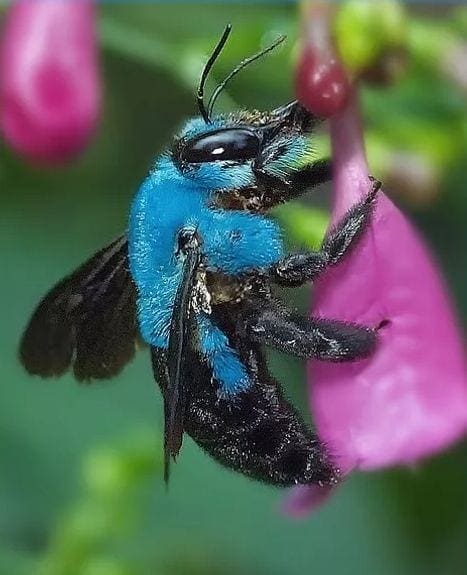 blue bee inc